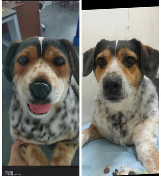 Custom Pet Plush Clone from Photo – Handmade Realistic Pet Replica