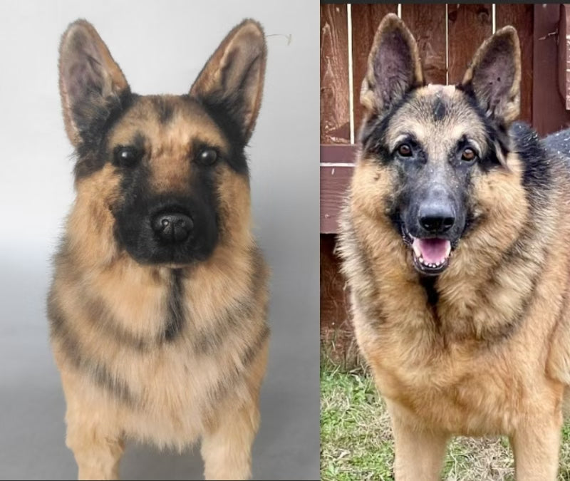 Custom Pet Plush Clone from Photo – Handmade Realistic Pet Replica