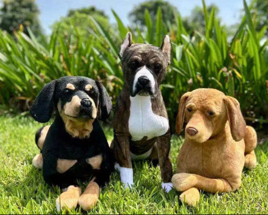 Why Pet Lovers Choose Paws Forever